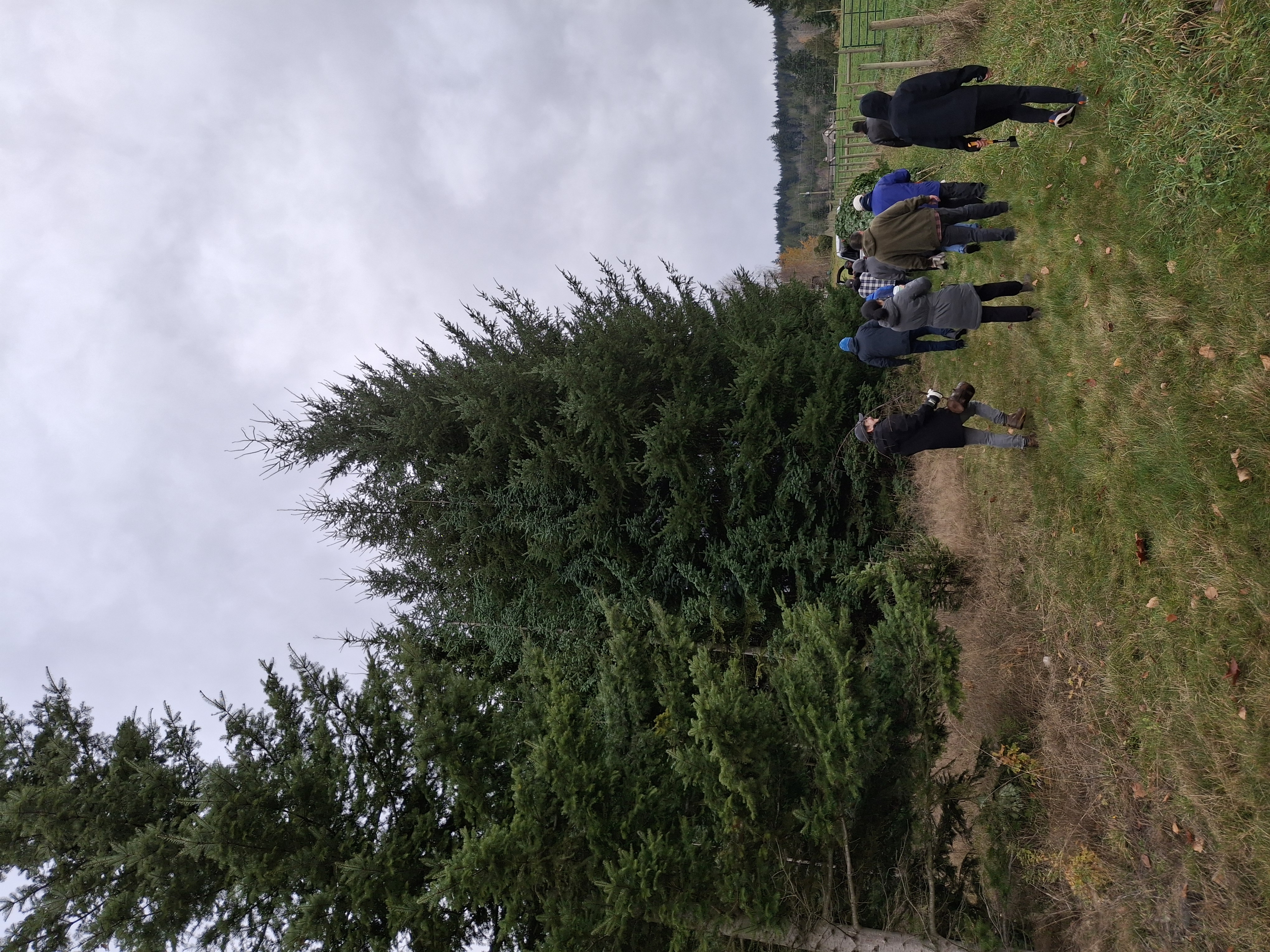 Scouting the tall tree row