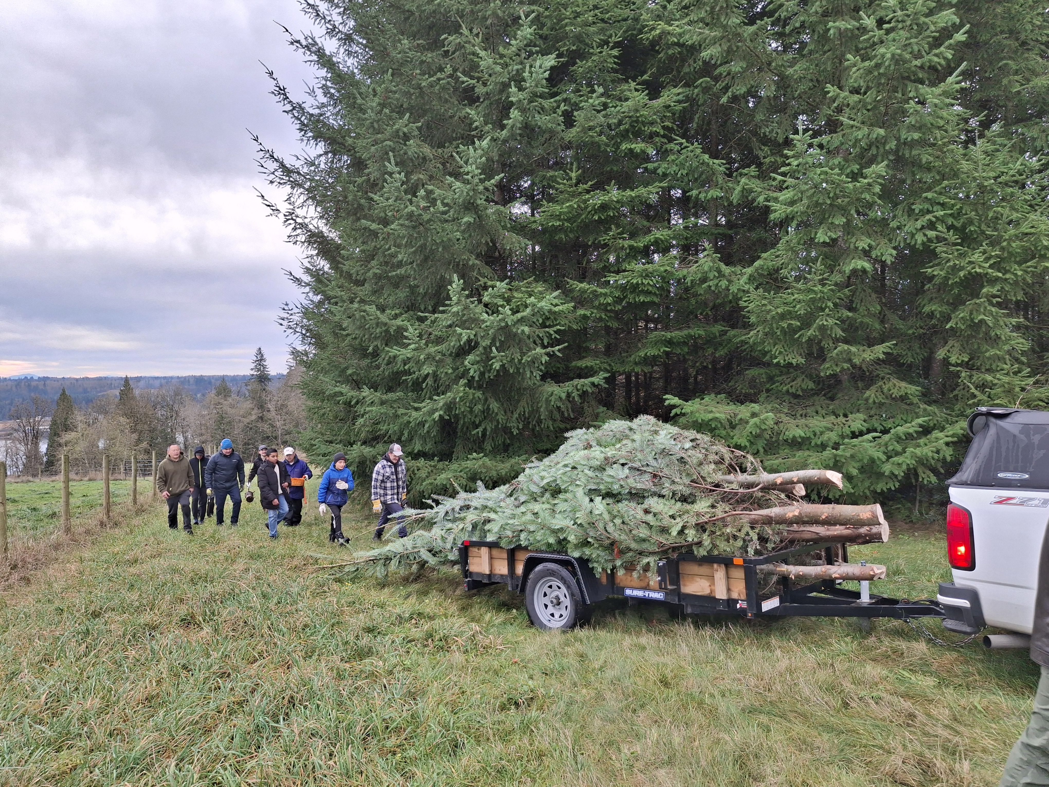 Trailer loaded with trees