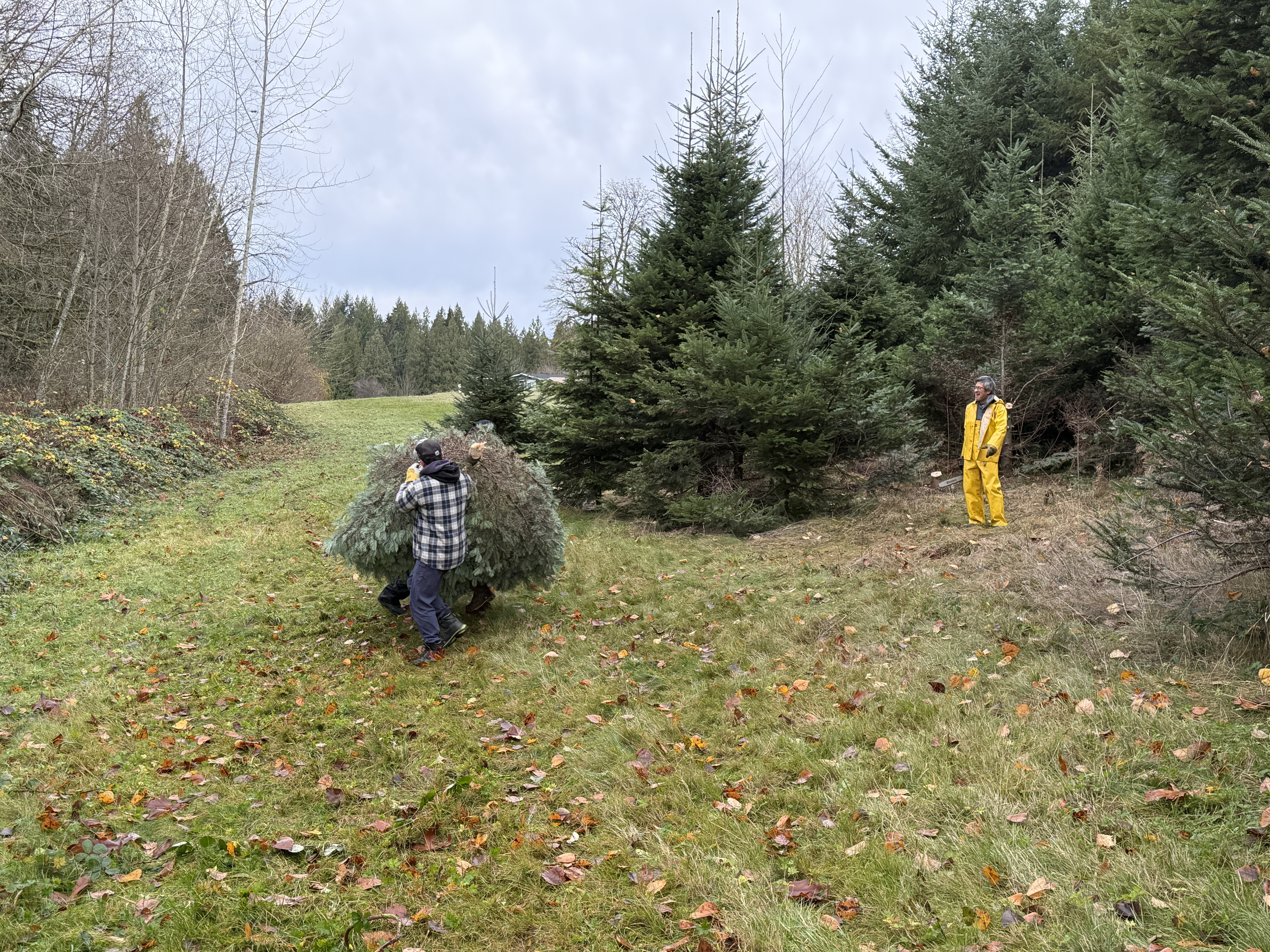 Carrying the first tree out of the grove
