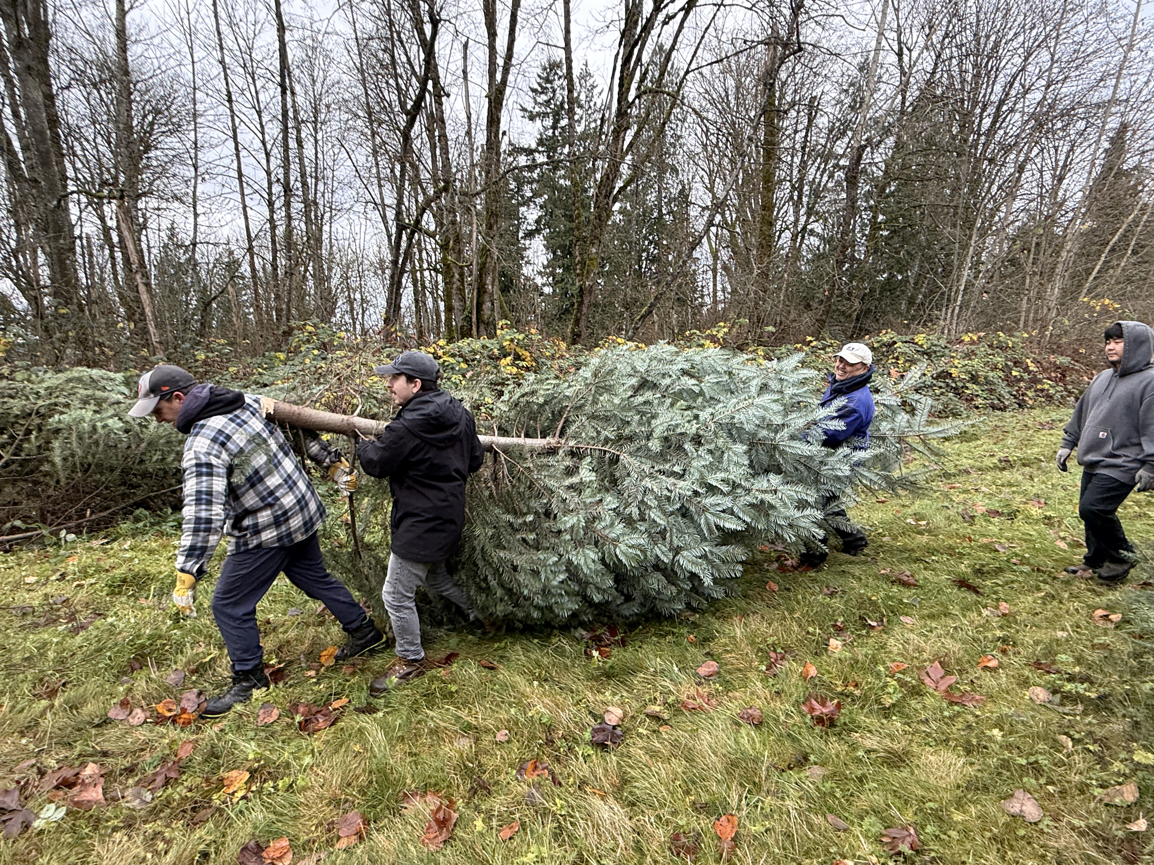 Three people moving a large tree