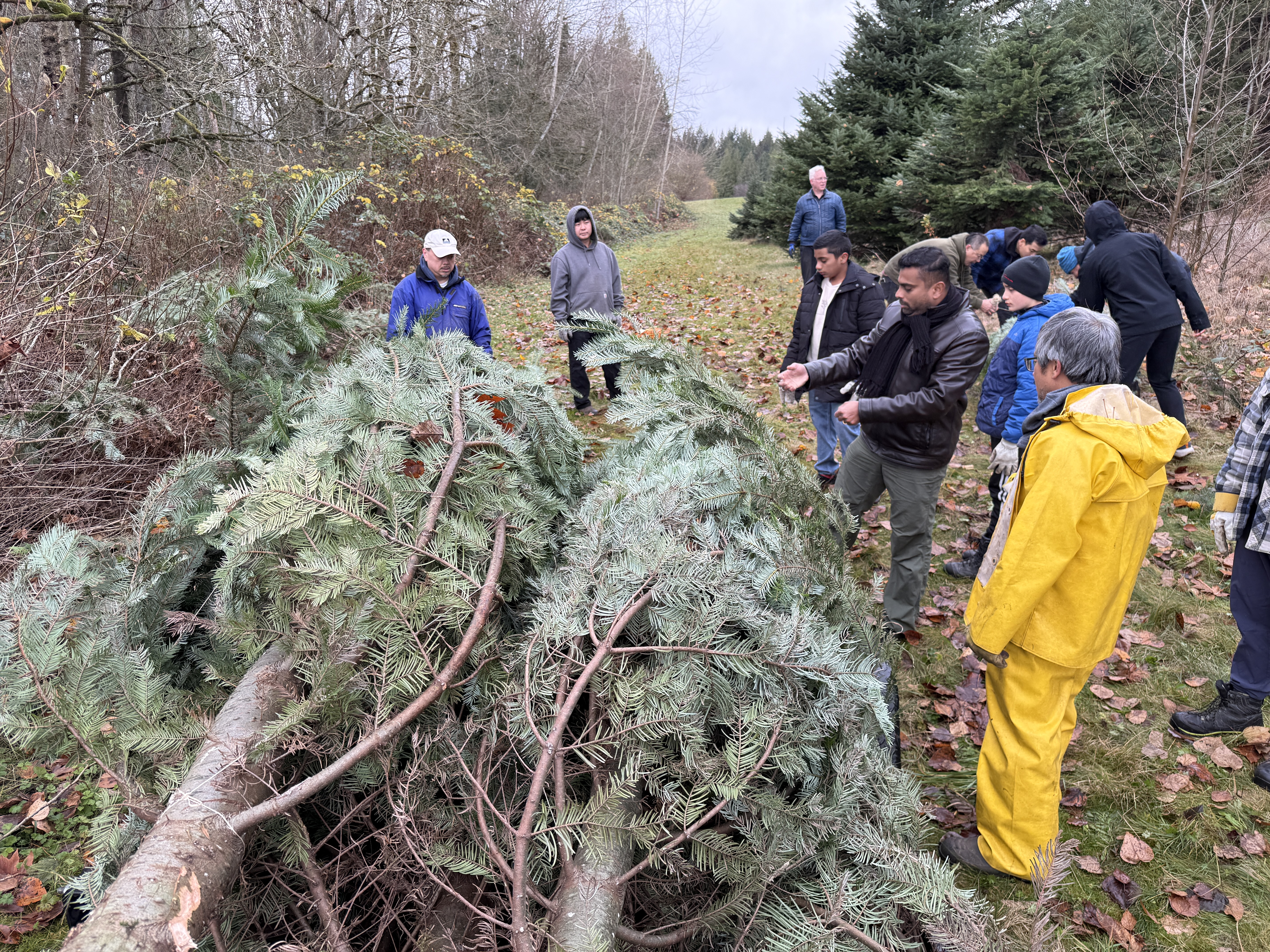 Group discussing a pile of cut trees