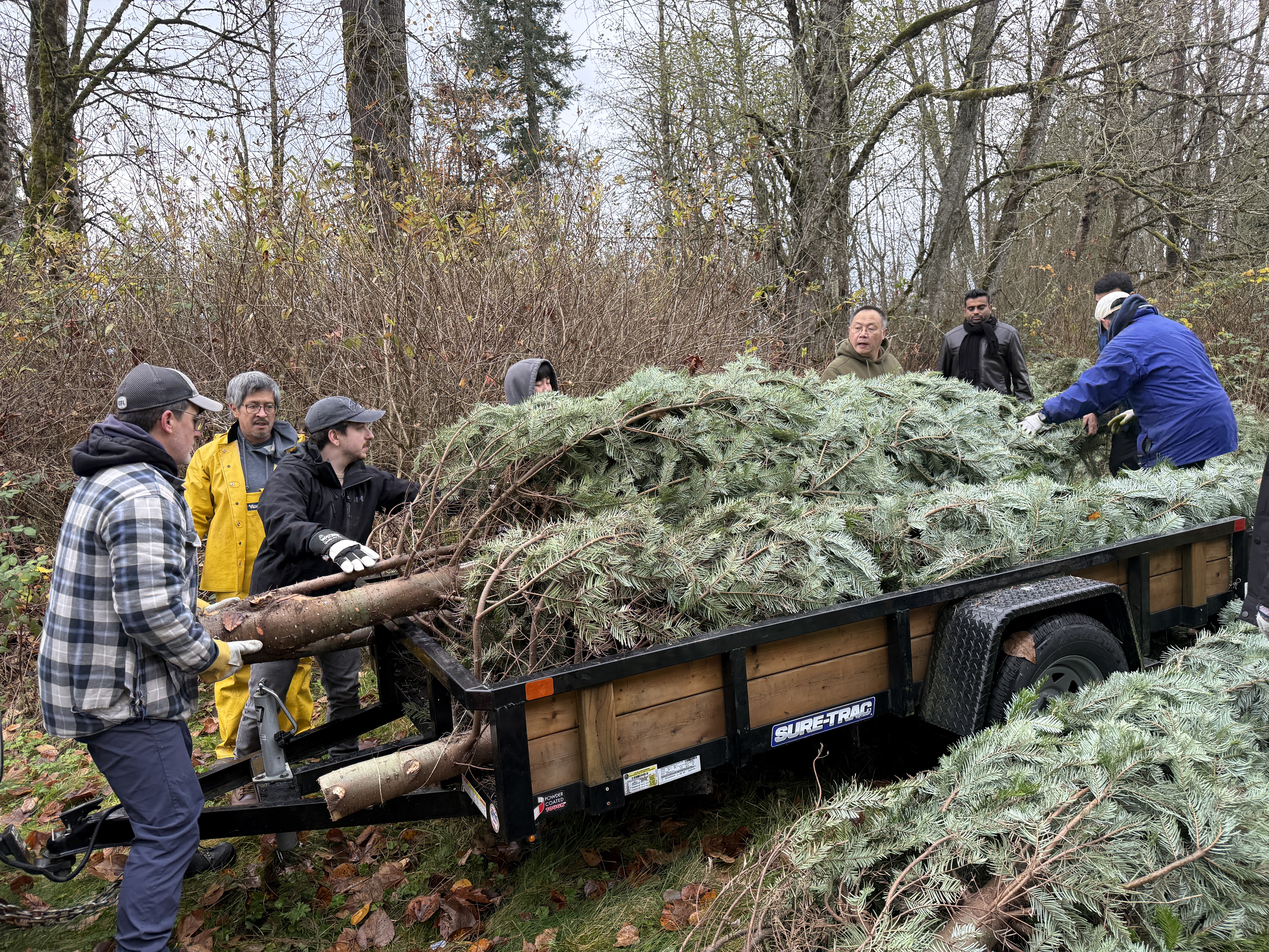 Loading trees onto the trailer