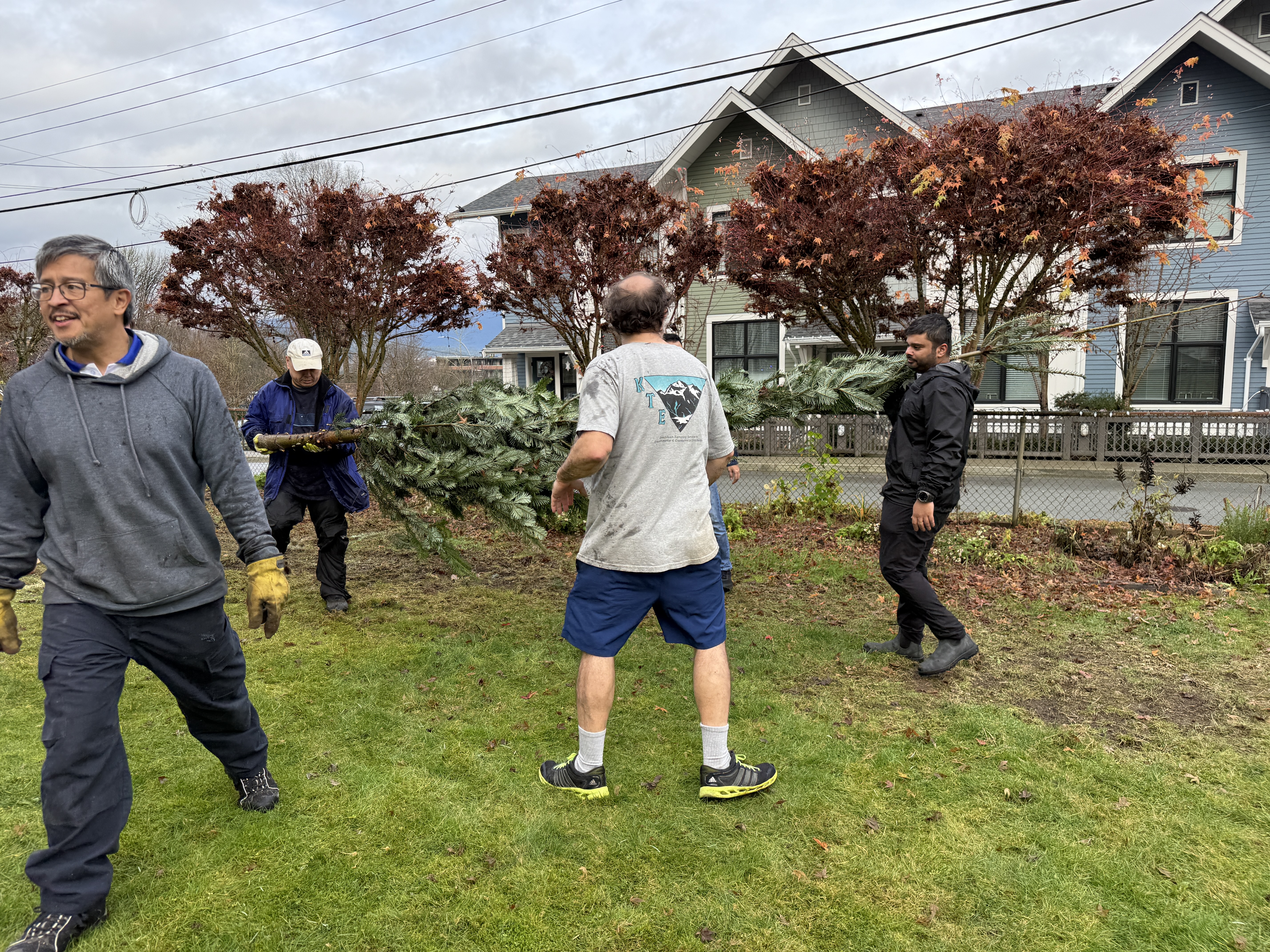 Securing the tree with ropes and teamwork.