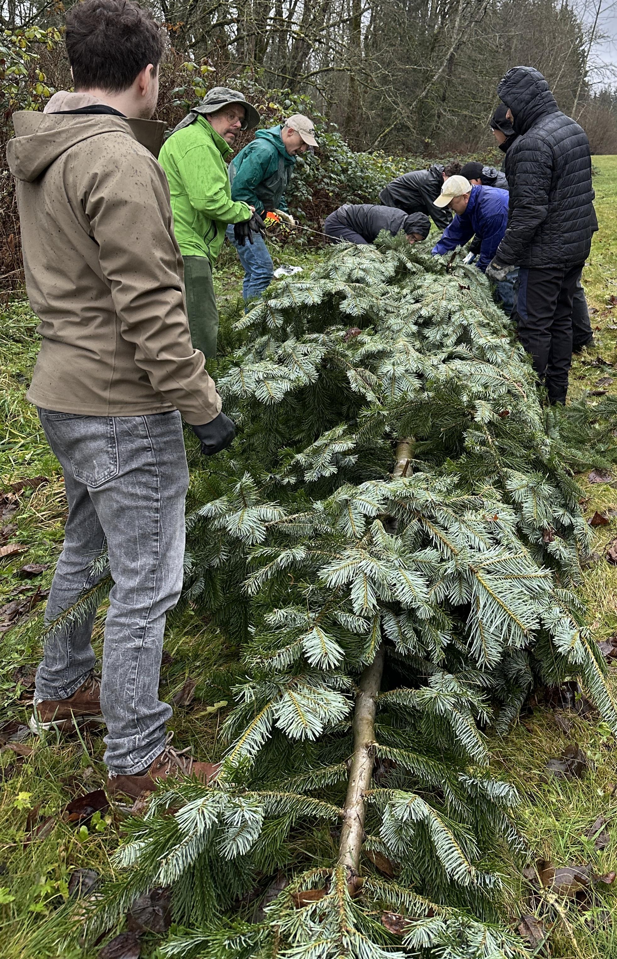 Cutting down of Christmas Trees